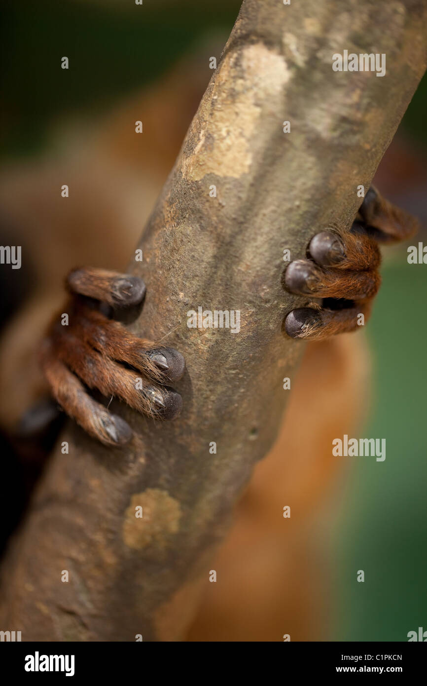 Rotbauch-Lemur (Eulemur Rubriventer). Hände oder Vordergrund-Pfoten, Nägel auf Ziffern zeigen. Fünfte Ziffer mit einer Klaue hinter Ast. Stockfoto