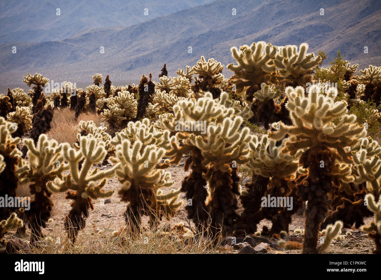 Teddy Bear Cholla (Cylindropuntia Bigelovii) Cholla Cactus Garden Joshua Tree National Park, Twentynine Palms, CA. Stockfoto