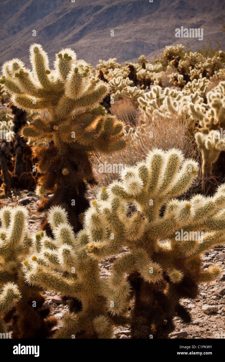 Teddy Bear Cholla (Cylindropuntia Bigelovii) Cholla Cactus Garden Joshua Tree National Park, Twentynine Palms, CA. Stockfoto