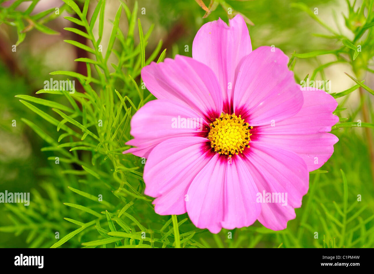 Nahaufnahme von rosa Cosmos Bipinnatus Blume von oben gesehen Stockfoto