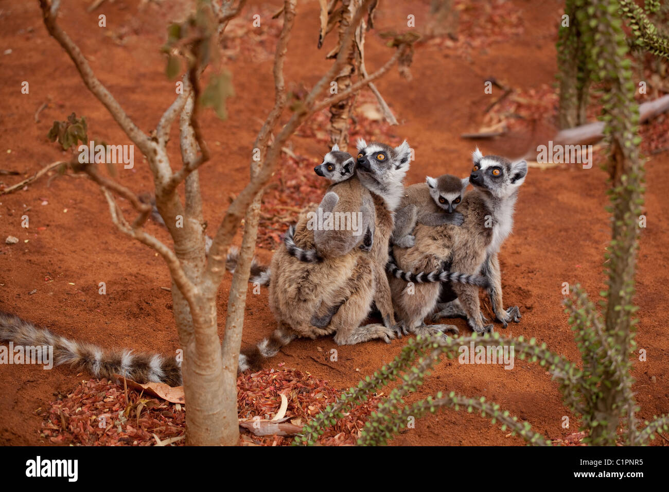 Kattas (Lemur Catta). Weibchen und Jungtiere. Berenty, Süden Madagaskars. November. Stockfoto