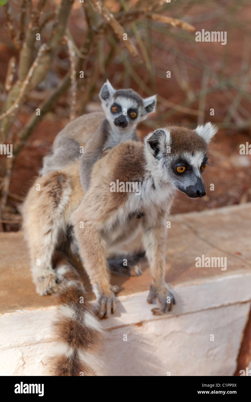 Ring-tailed Lemur (Lemur catta). Weiblich und Jung. Fell Pelz in Zustand, stressigen Zeit während der Aufzucht. Berenty, Süden Madagaskars. November. Stockfoto