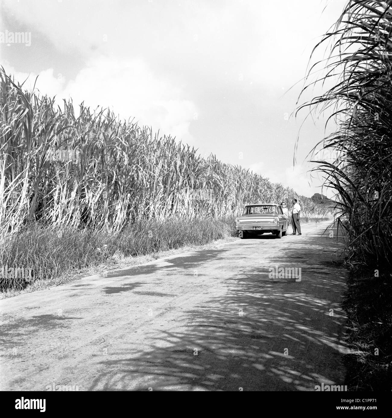 Barbados der 1950er Jahre. Mann und Auto geparkt auf einer leeren Straße neben Feldern hoch wachsenden Pflanzen in diesem historischen Bild. Stockfoto