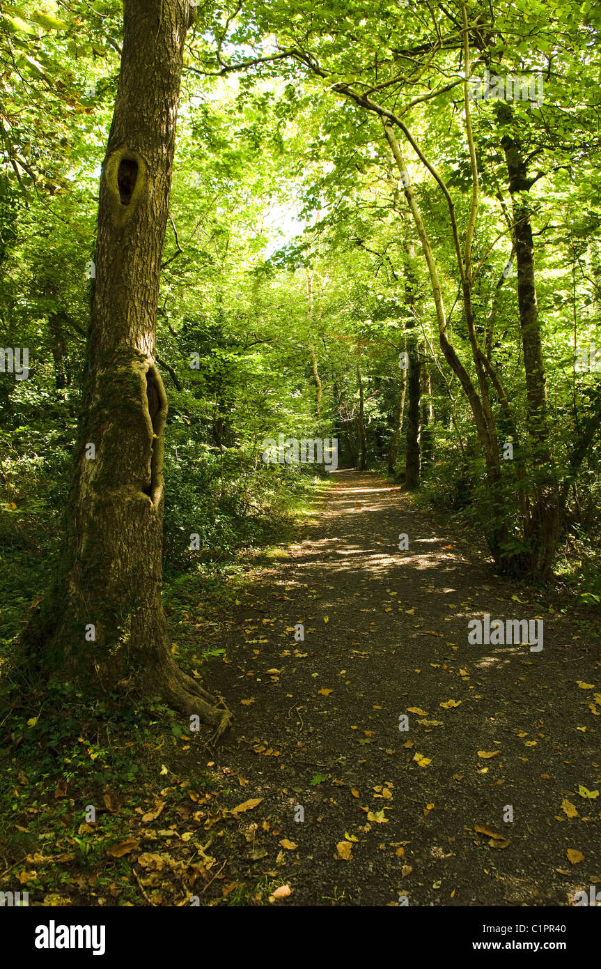 Nordirland Fermanagh Lakelands, Castle Archdale Country Park, Weg durch die Bäume Stockfoto