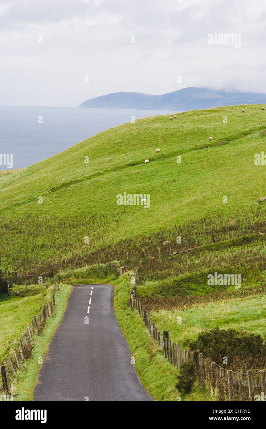 Nordirland, Causeway-Küste, Schafbeweidung auf Hügel mit Mull of Kintyre im Hintergrund Stockfoto