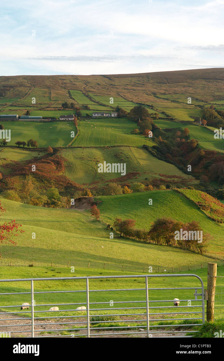 Nordirland, Causeway-Küste, Glennelly Tal, Sperrin Mountains, Schafbeweidung grass Stockfoto