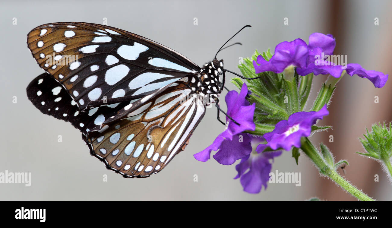 Schöne schwarz / weiß Schmetterling ernähren sich von Nektar der große lila Blume Stockfoto