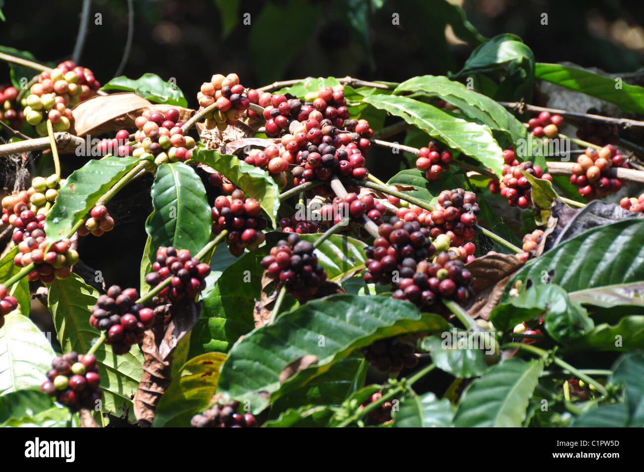 Robusta-Kaffeepflanzen im südlichen Staat Karnataka Stockfoto