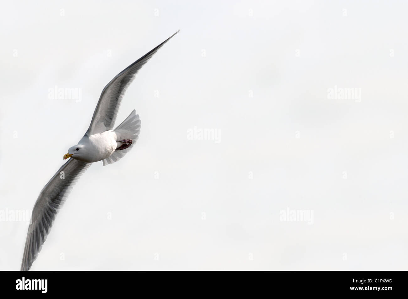 Möwen fliegen mit weißen Himmel im Hintergrund Stockfoto