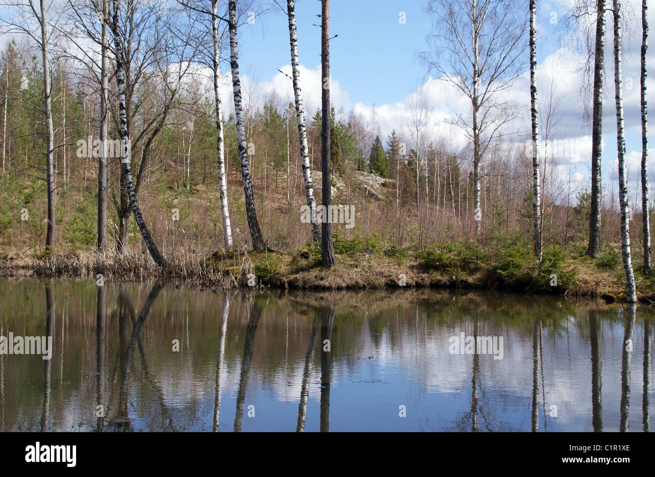 Waldsee im Frühling Stockfoto