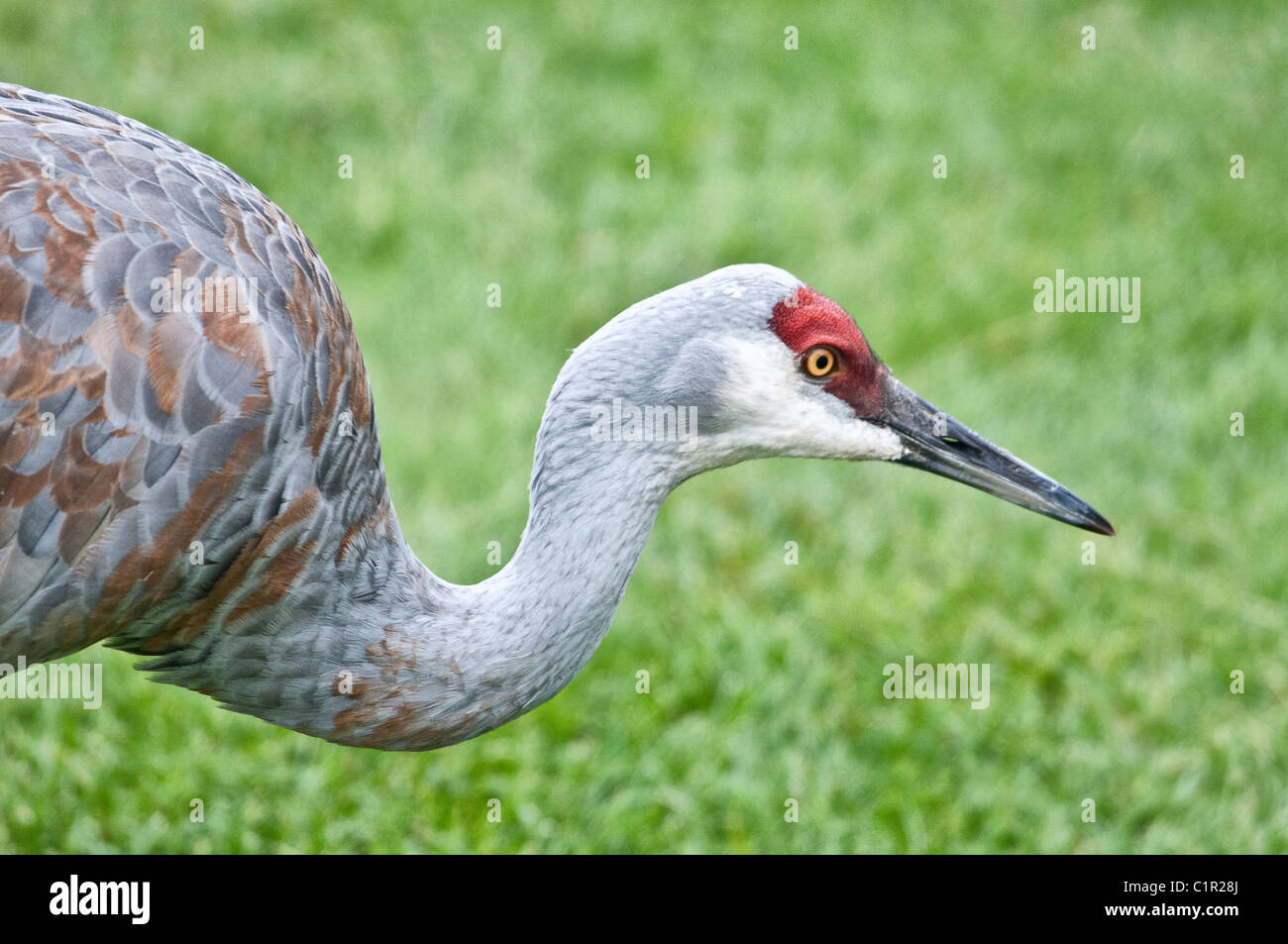 Geringerem Sandhill Kran Grus Canadensis Canadensis, Homer, Alaska, USA Stockfoto