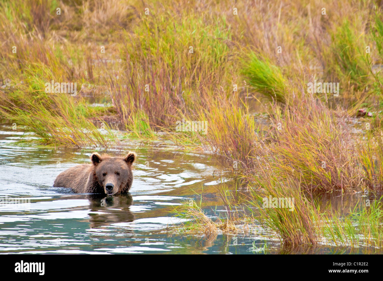 Grizzly Bear schwimmen, Ursus Arctos Horriblis Brooks River, Katmai Nationalpark, Alaska, USA Stockfoto