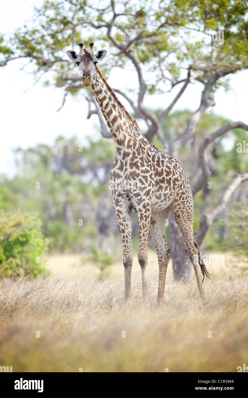 Giraffe Giraffa Plancius Saadani Tansania Afrika Stockfoto