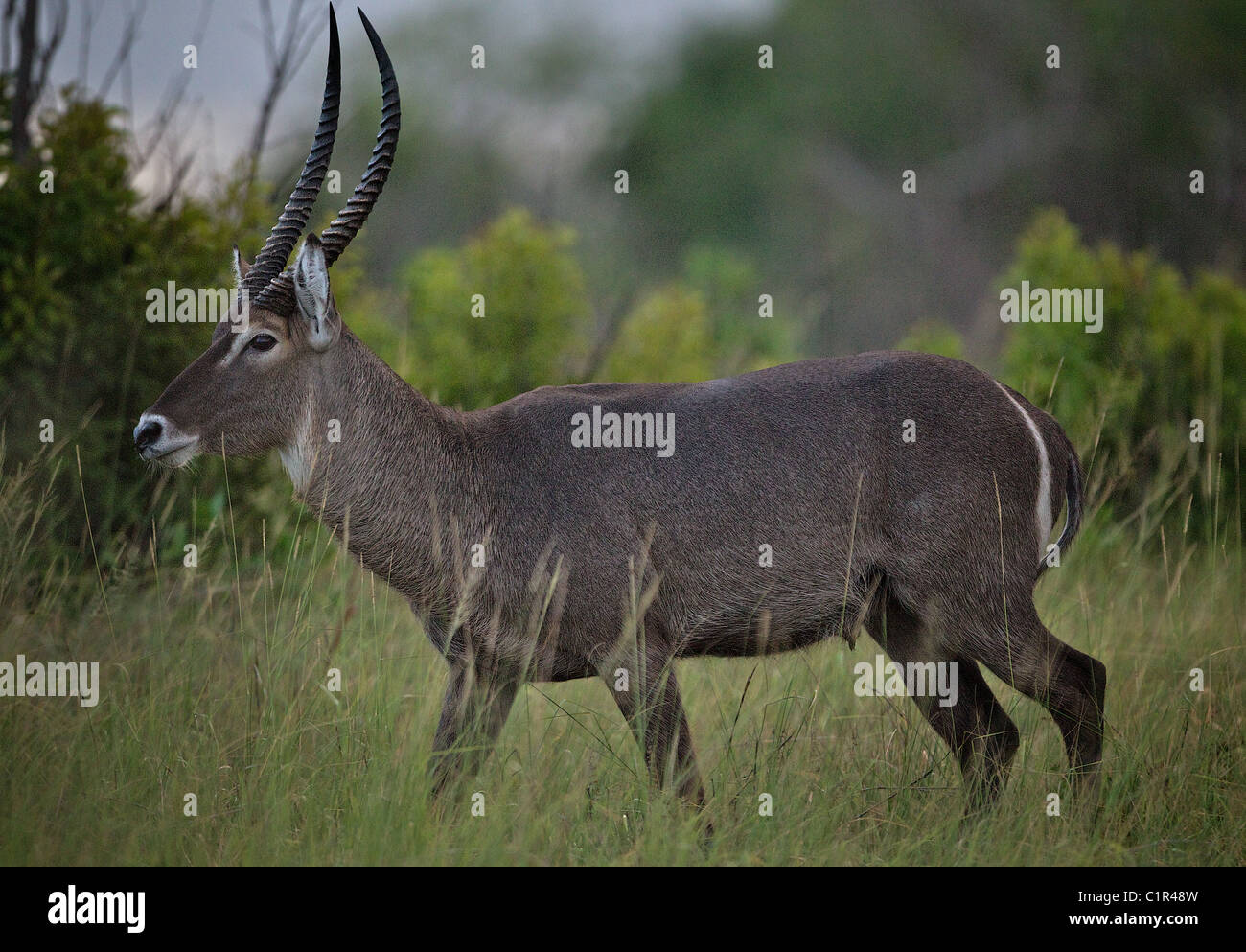 Männliche Wasserbock (Kobus Ellipsiprymnus) Saadani Tansania Afrika Stockfoto