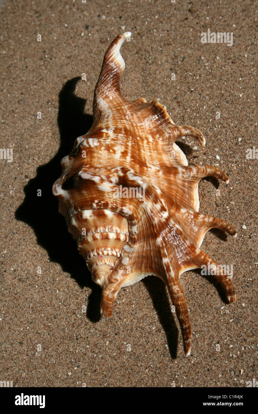 Gemeinsamen Spider Muschel Lambis lambis Stockfoto