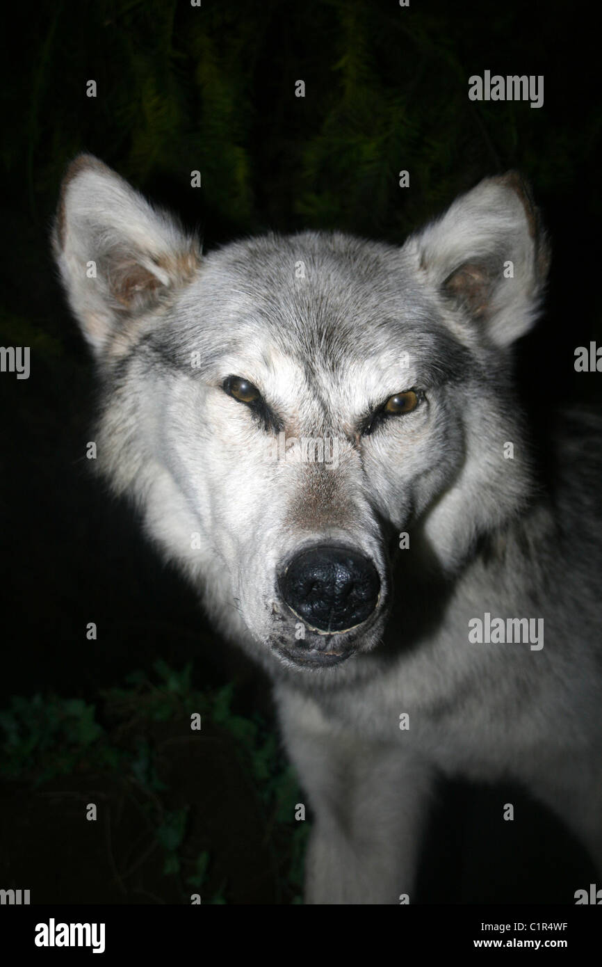 Gefüllte Präparatoren Wolf Canis lupus Stockfoto