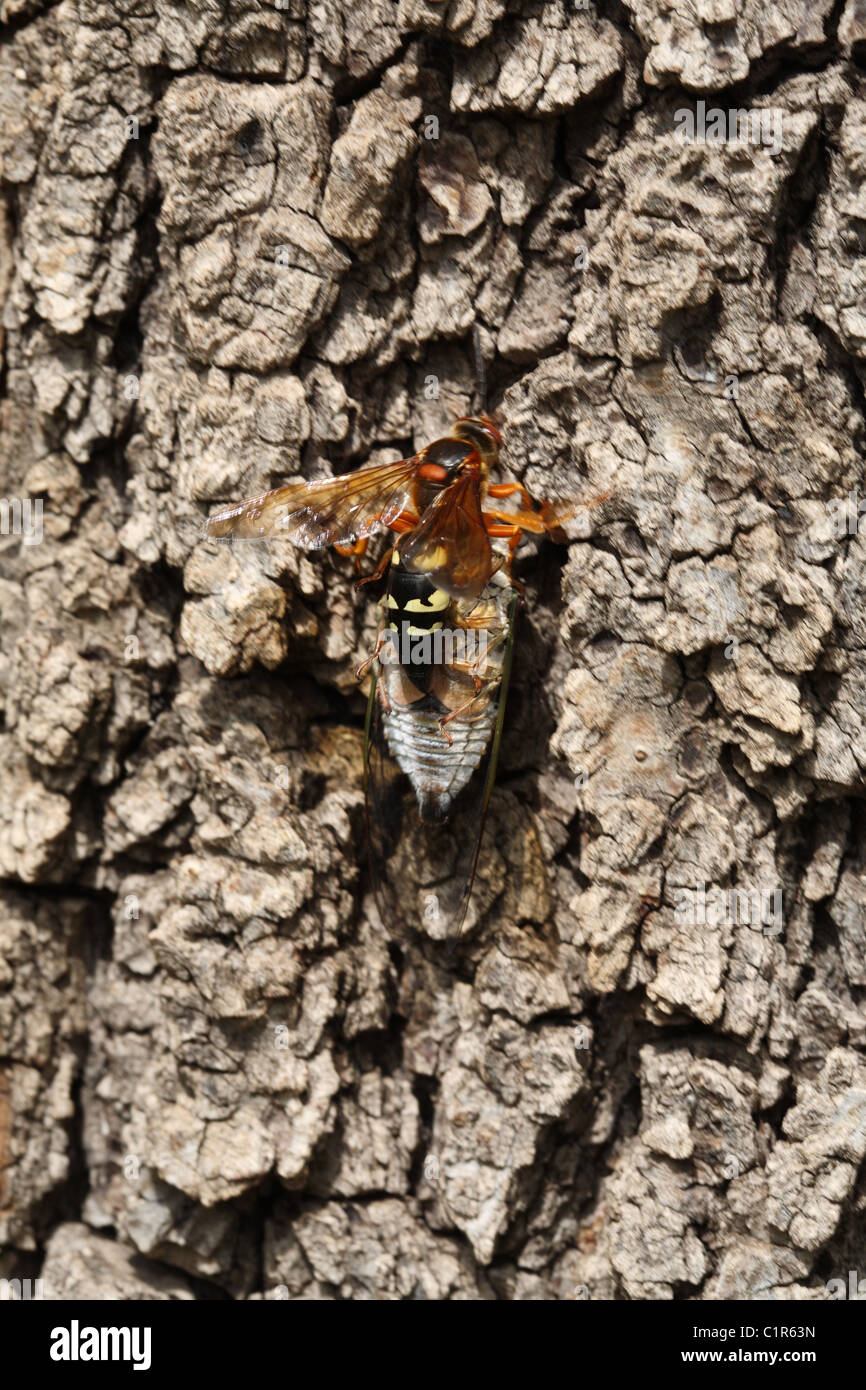 Cicada Killer versucht, nach Hause tragen eine männlichen Zikade, die gelähmt hat. Stockfoto