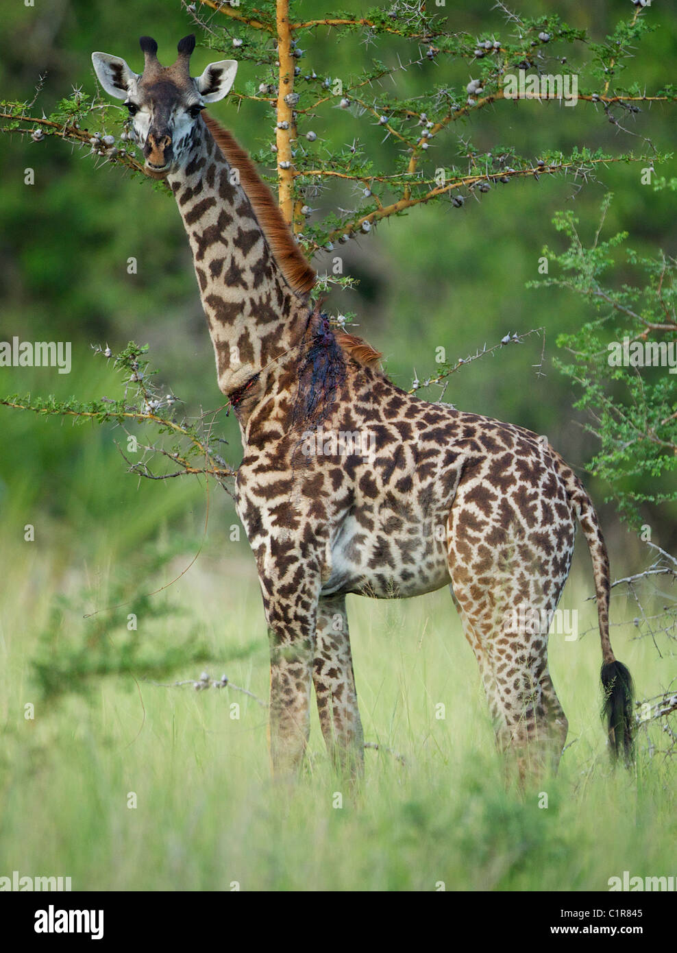 Giraffe mit Wilderern Schlinge um Hals Giraffa Plancius Saadani Tansania Afrika Stockfoto
