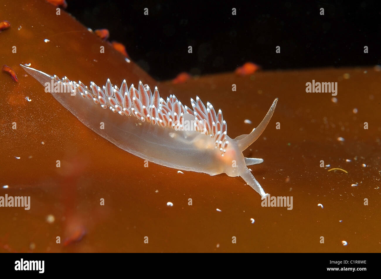 Seeschnecke, Nudibranchia (Flabellina), Arktis, Russland, Karelien, weißes Meer Stockfoto