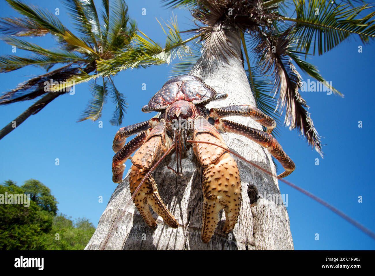 Coconut Crab Birgus Latro Mbudya Insel Tansania Stockfoto