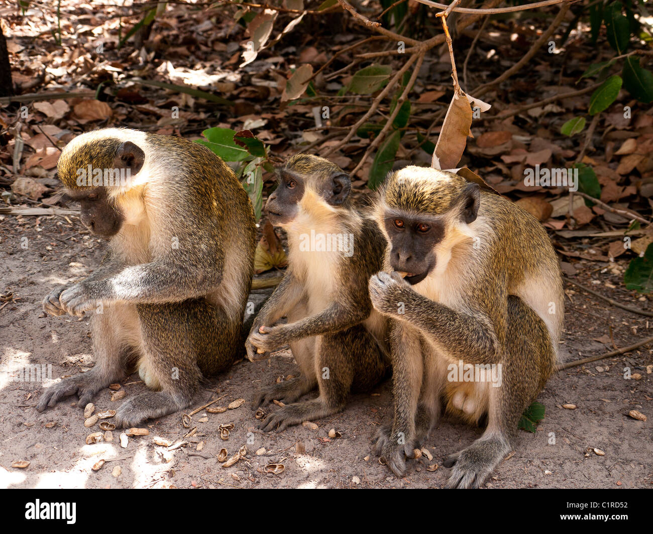 Drei grünen samt Affen in der Monkey Sanctuary, Senagambia, Gambia Stockfoto