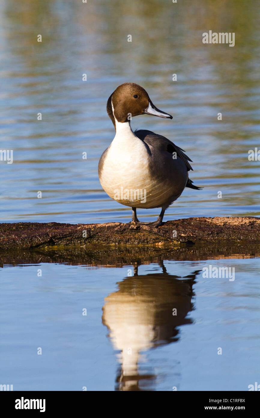 Nördlichen Pintail Ente auf Log Sacramento National Wildlife Refuge Kalifornien USA Stockfoto