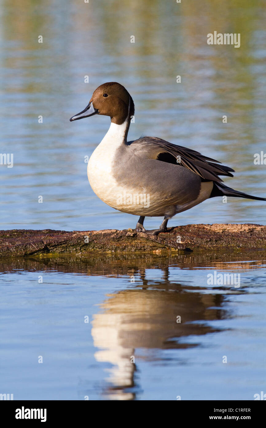 Nördlichen Pintail Ente auf Log Sacramento National Wildlife Refuge Kalifornien USA Stockfoto