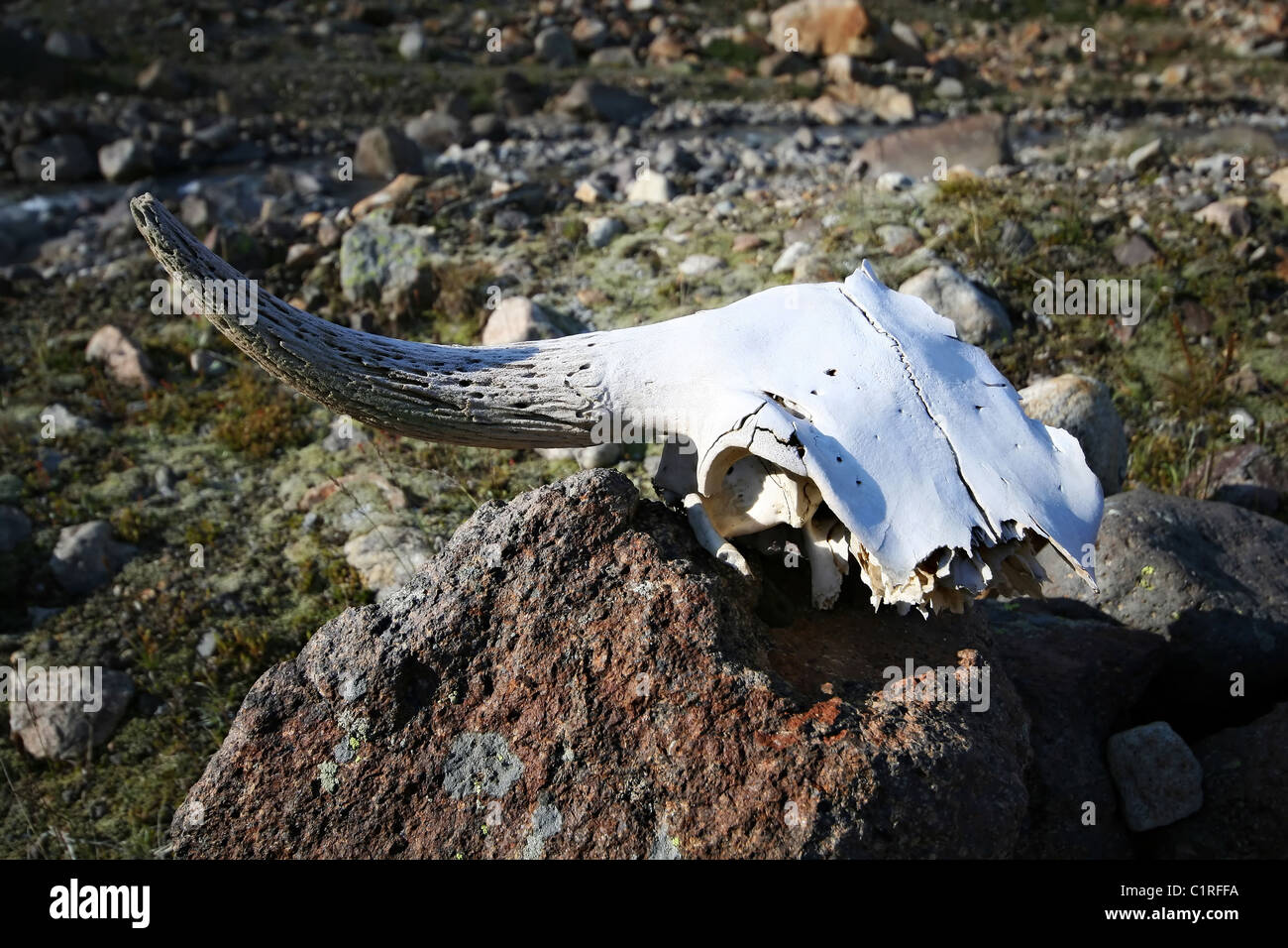 Schädel eines gehörnten Tier auf dem Stein. Kaukasus-Gebirge. Russland. Stockfoto