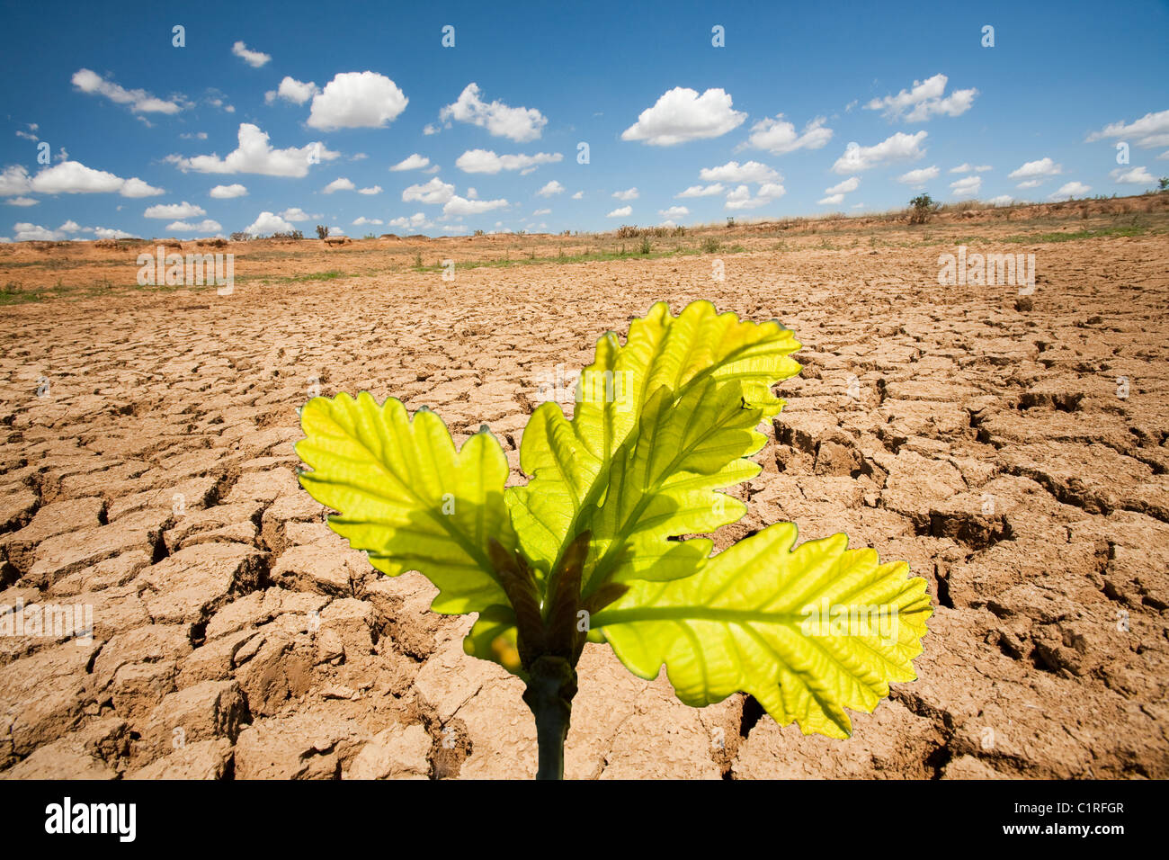 Einer landwirtschaftlichen Bewässerung Loch auf einer Farm in der Nähe von Shepperton, ausgetrocknet Victoria, Australien, komplett, mit Eichenlaub Stockfoto
