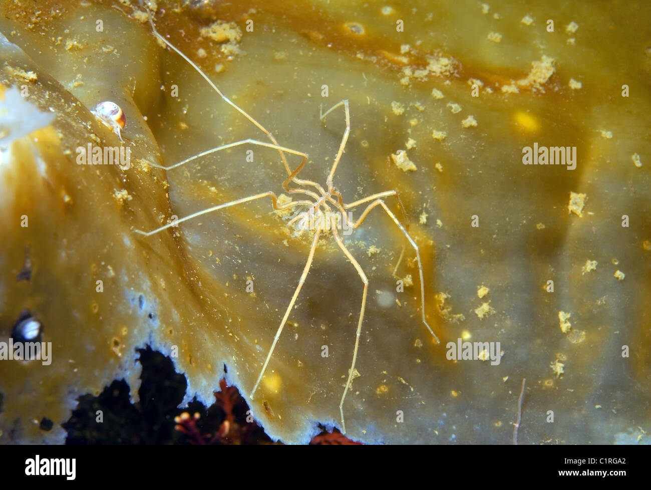 Sea Spider (Nymphon Longitarse), Arktis, Russland, Karelien, weißes Meer Stockfoto