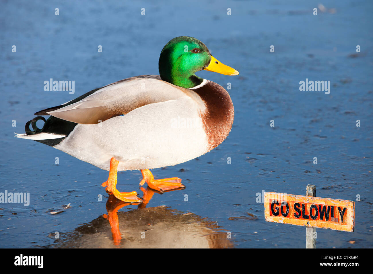 Eine männliche Stockente auf Eis Martin Mere Vogel behält sich in der Nähe von Ormskirk, Lancashire, UK. Stockfoto