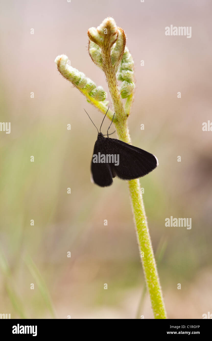 Chimney Sweeper (Odezia Atrata) Motte Stockfoto