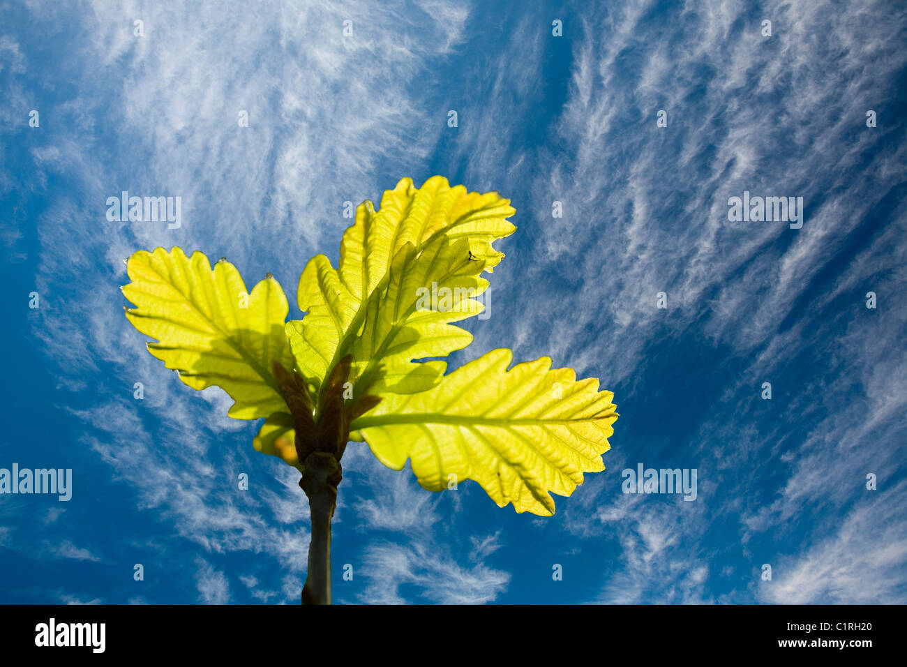 Hohen Niveau Wolke und Eichenlaub Stockfoto