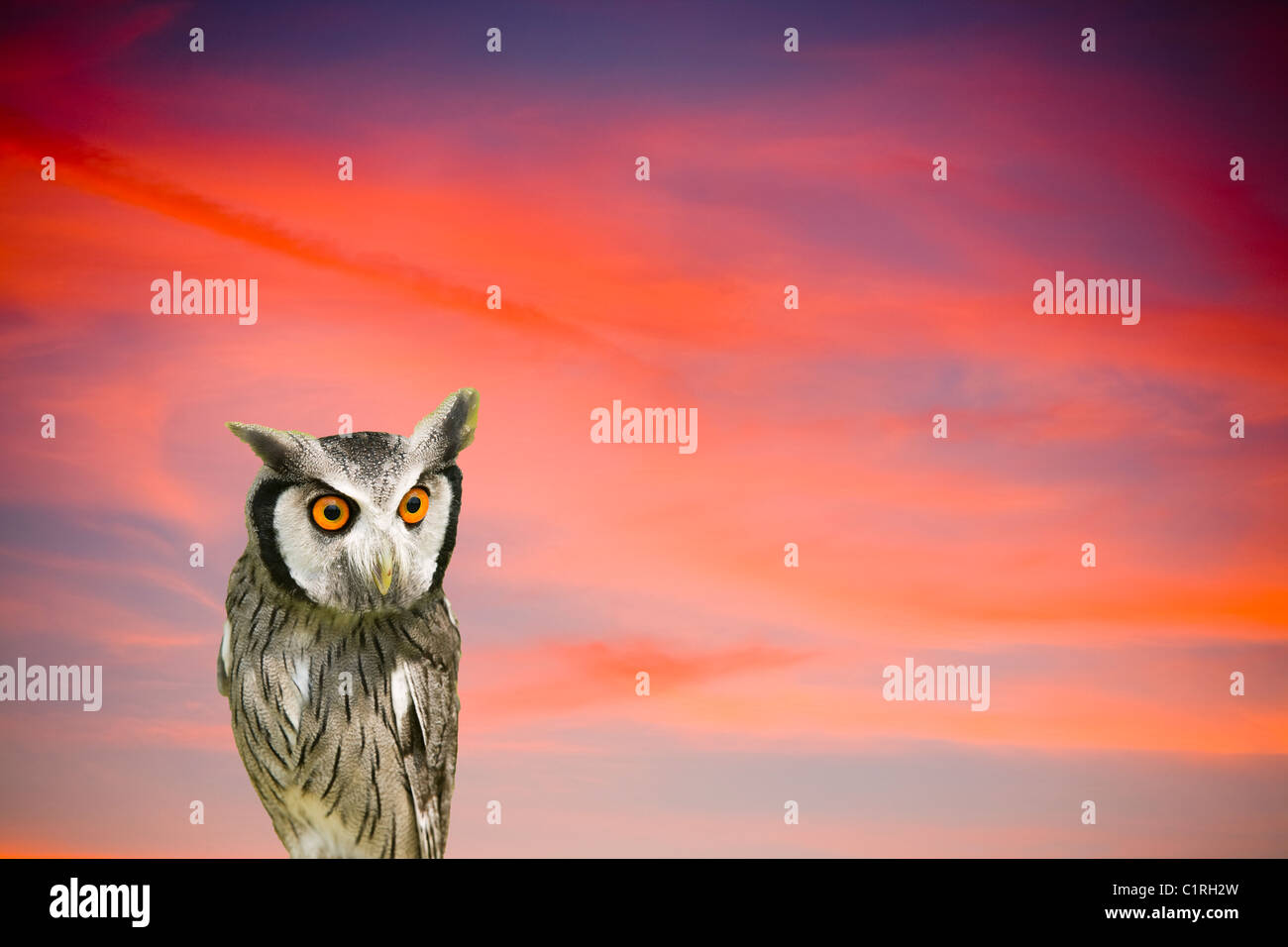 Wolken bei Sonnenuntergang mit einem überrascht aussehende Eule Stockfoto