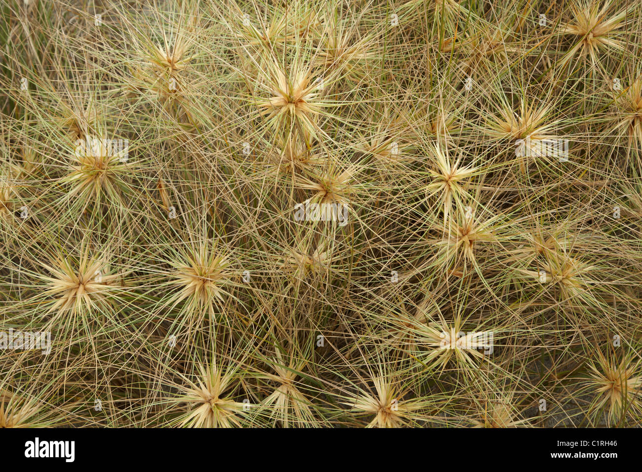 Spinifex Grass, Tapotupotu Bay, Norden, Northland, Nordinsel, Neuseeland Stockfoto