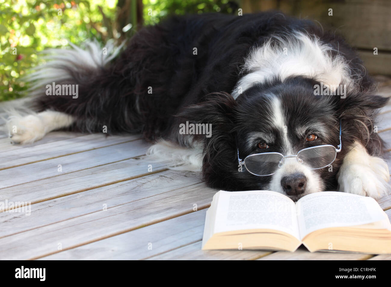 Ältere Menschen Border Collie Hund entspannen auf der Terrasse mit einem Buch Stockfoto