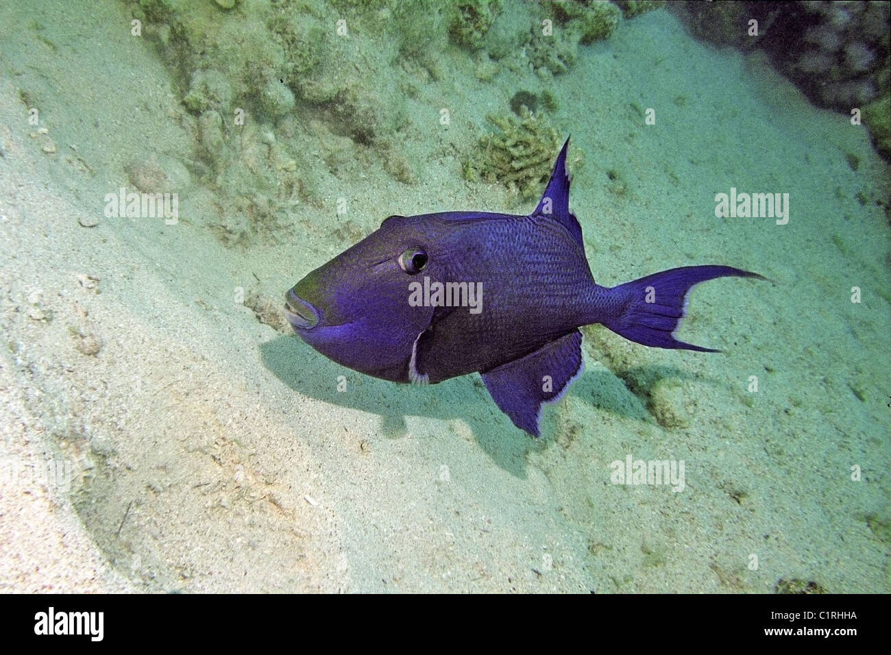 Blau oder wellige Drückerfisch (Pseudobalistes Fuscus), Rotes Meer, Ägypten Stockfoto