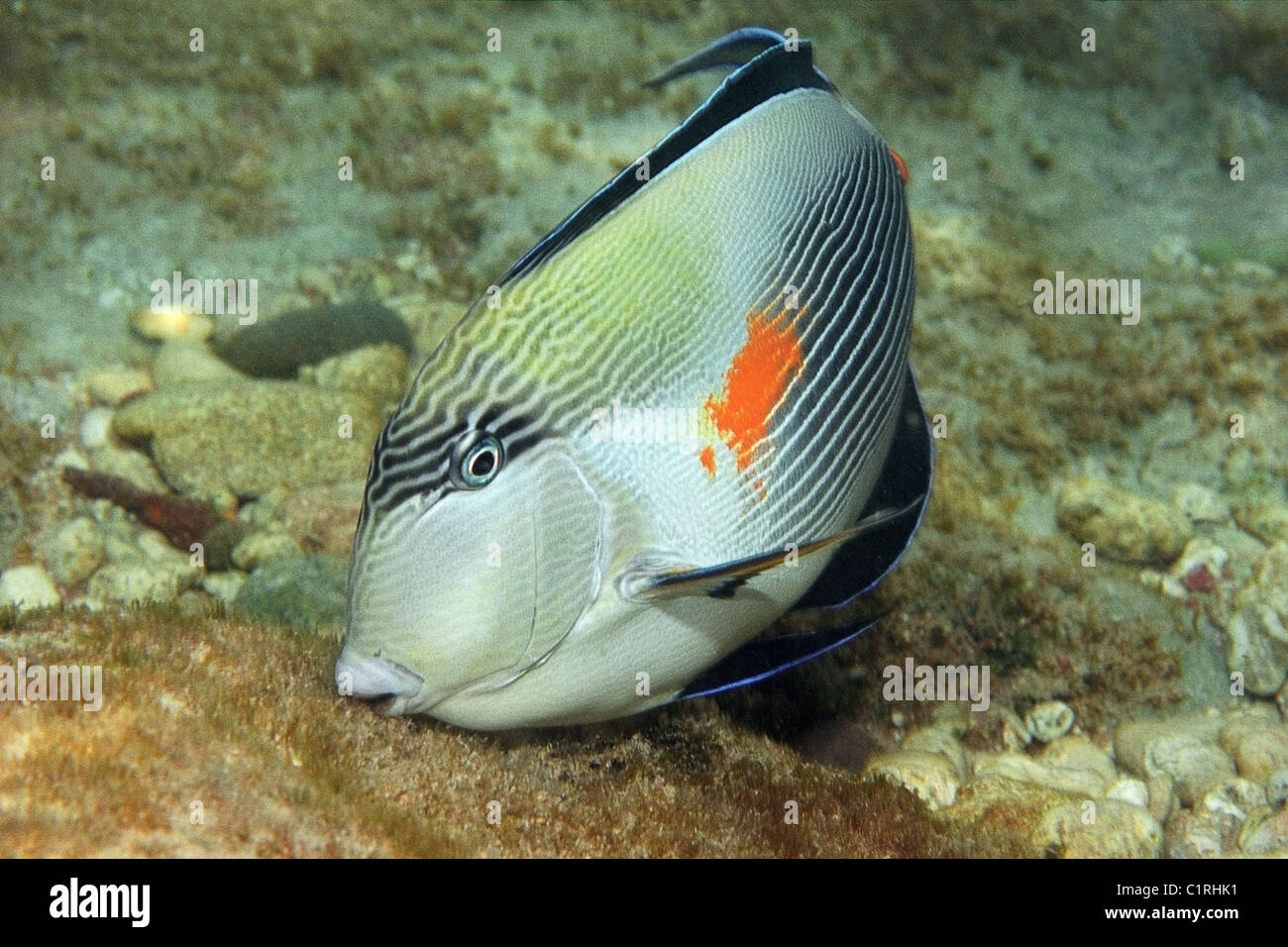 Doktoren-Doktorfisch (Acanthurus Doktoren), Rotes Meer, Ägypten Stockfoto