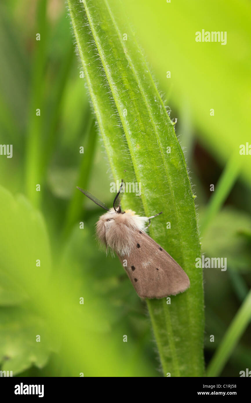 Musselin Moth (Diaphora Mendica) Stockfoto