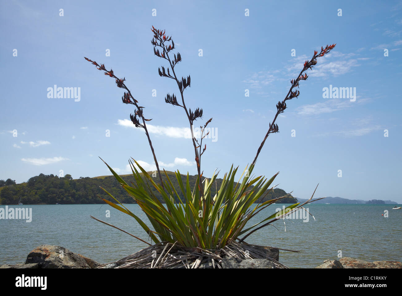 Bush Flachs (Phormium Tenax), Sandspit, in der Nähe von Warkworth, Region Auckland, Nordinsel, Neuseeland Stockfoto