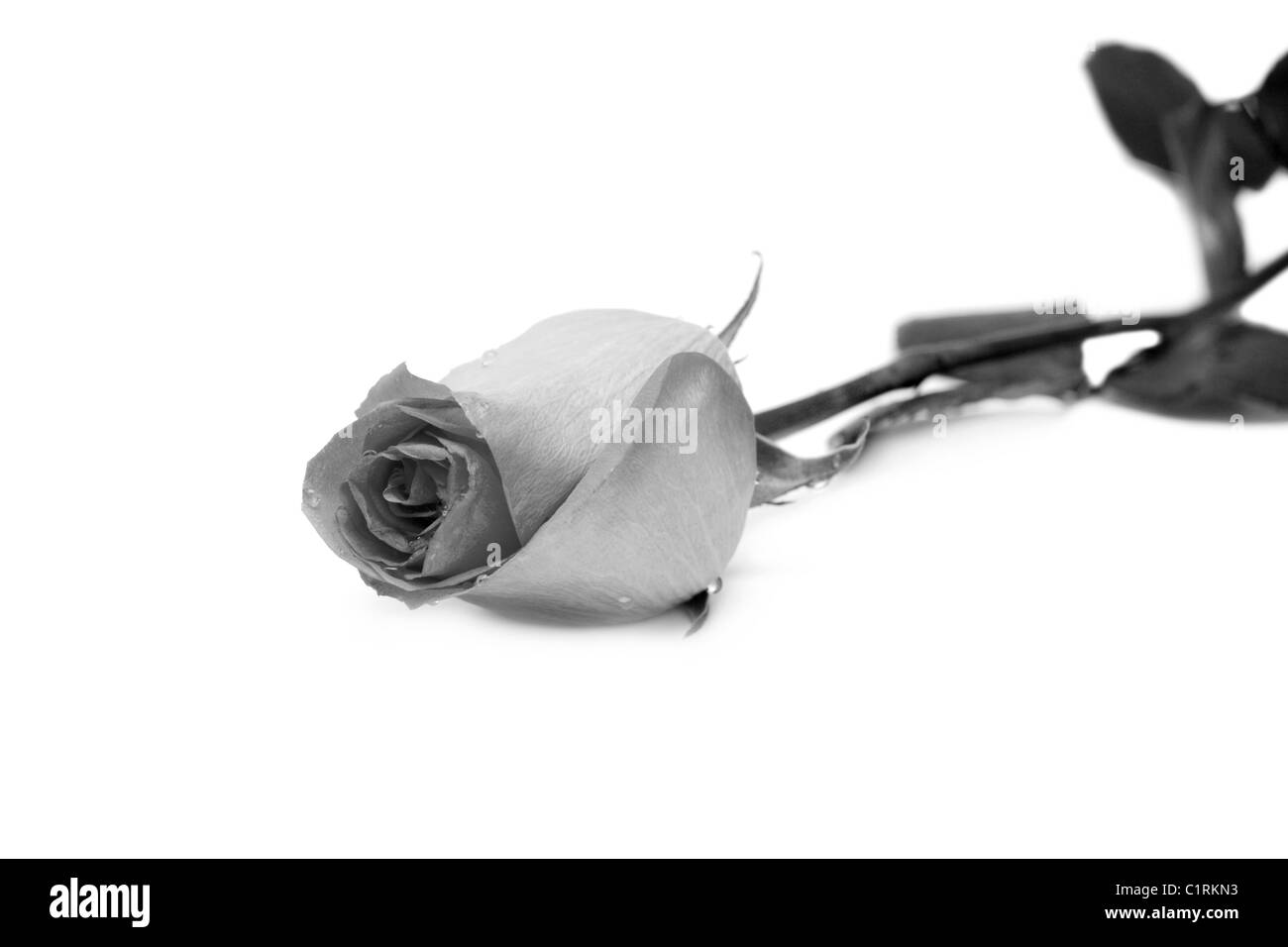 Rose in monochrome Farbe isoliert auf weißem Hintergrund Stockfoto