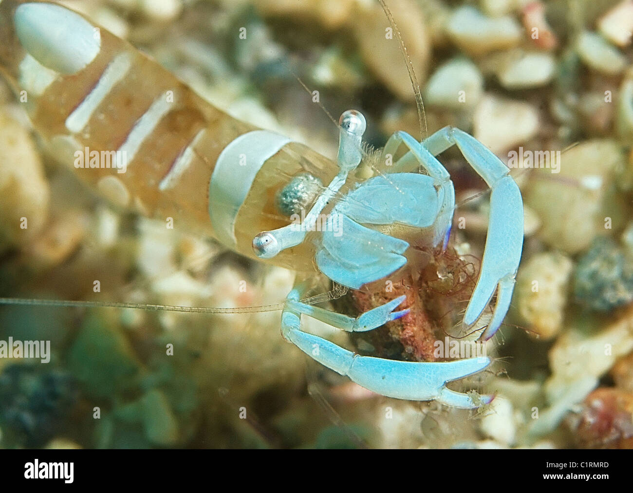 Herrliche Garnelen (Periclimenes Magnificus), Malaysia, Insel Redang Stockfoto