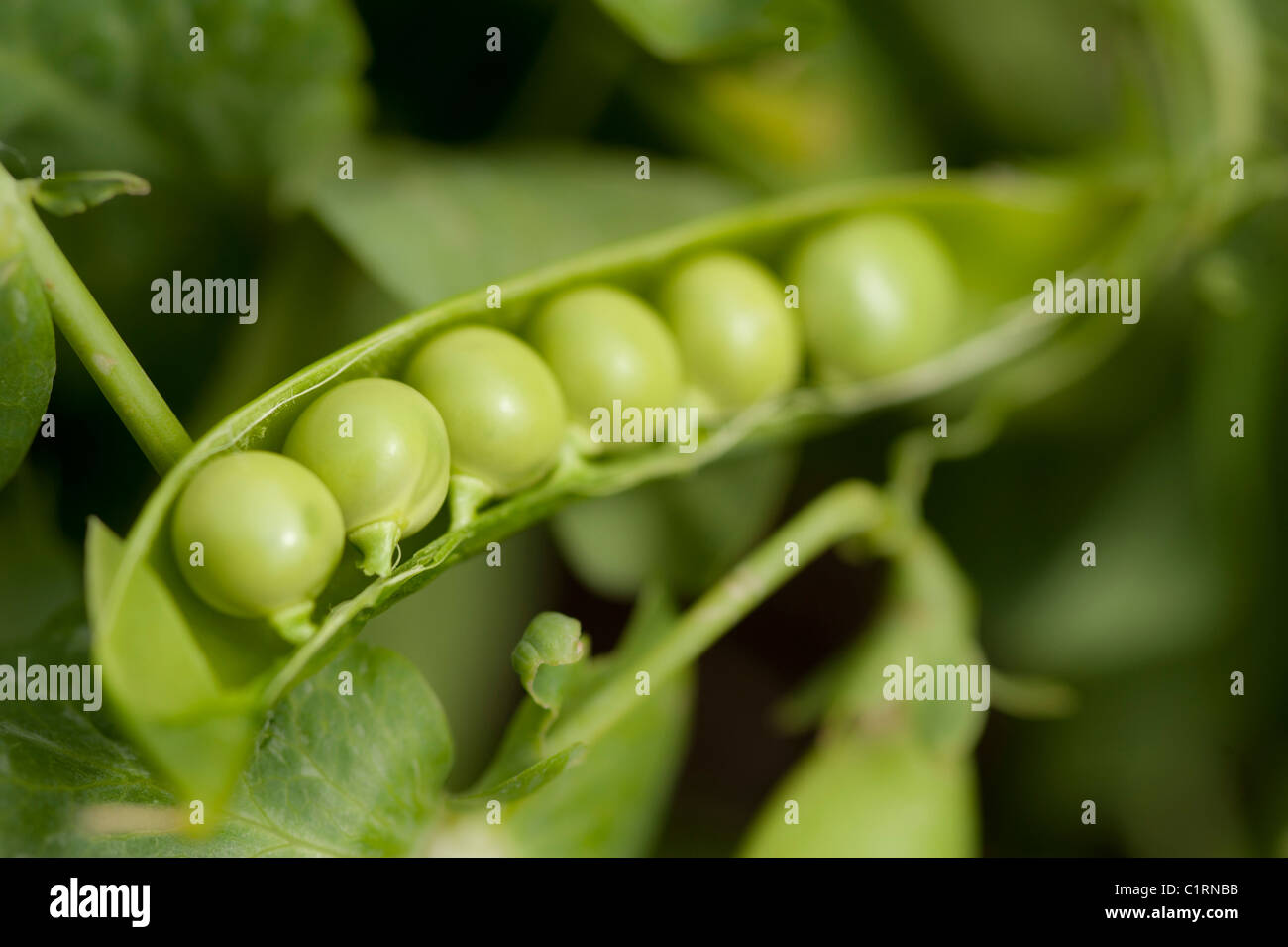 Nahaufnahme der grüne Erbse wächst im Garten Stockfoto