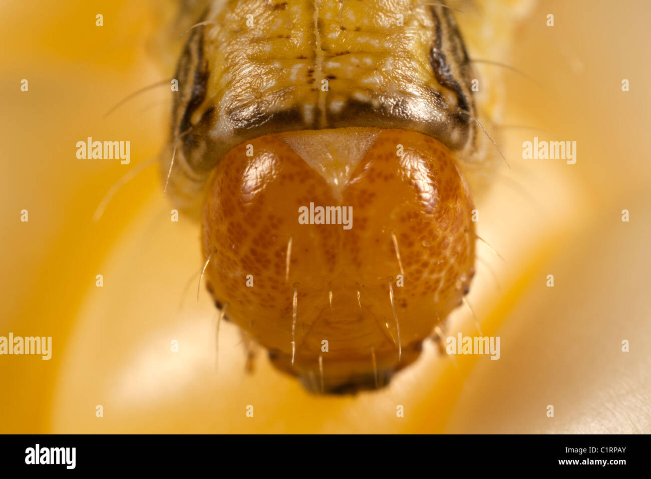 Cornworm Falter Raupe (Helicoverpa Zea), einen landwirtschaftlichen Mais-Schädling. Stockfoto