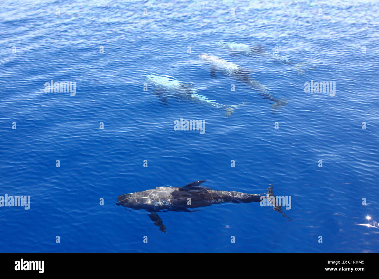 Schule von Delfinen im offenen Meer Stockfoto
