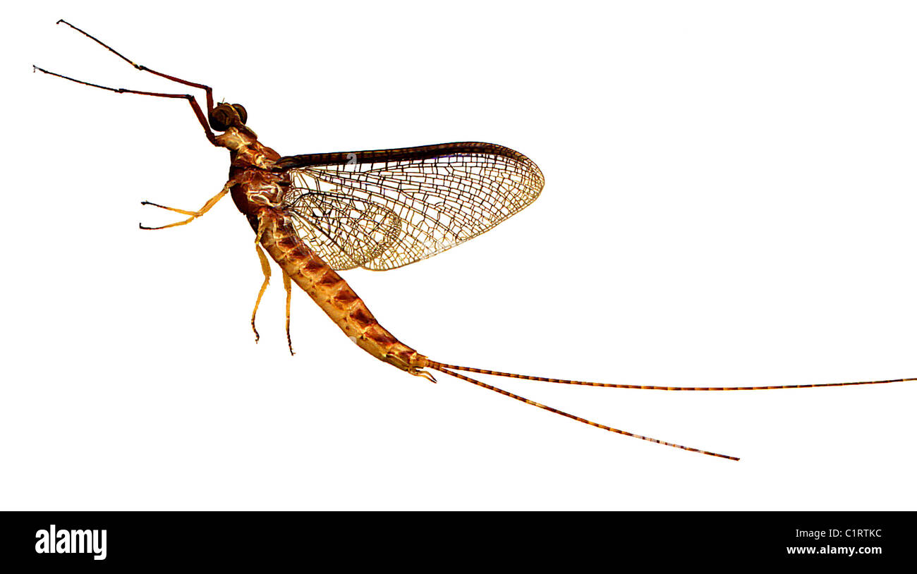 Eintagsfliege im Flug - Illustration erstellt durch Scannen der eigentlichen Insekt Stockfoto