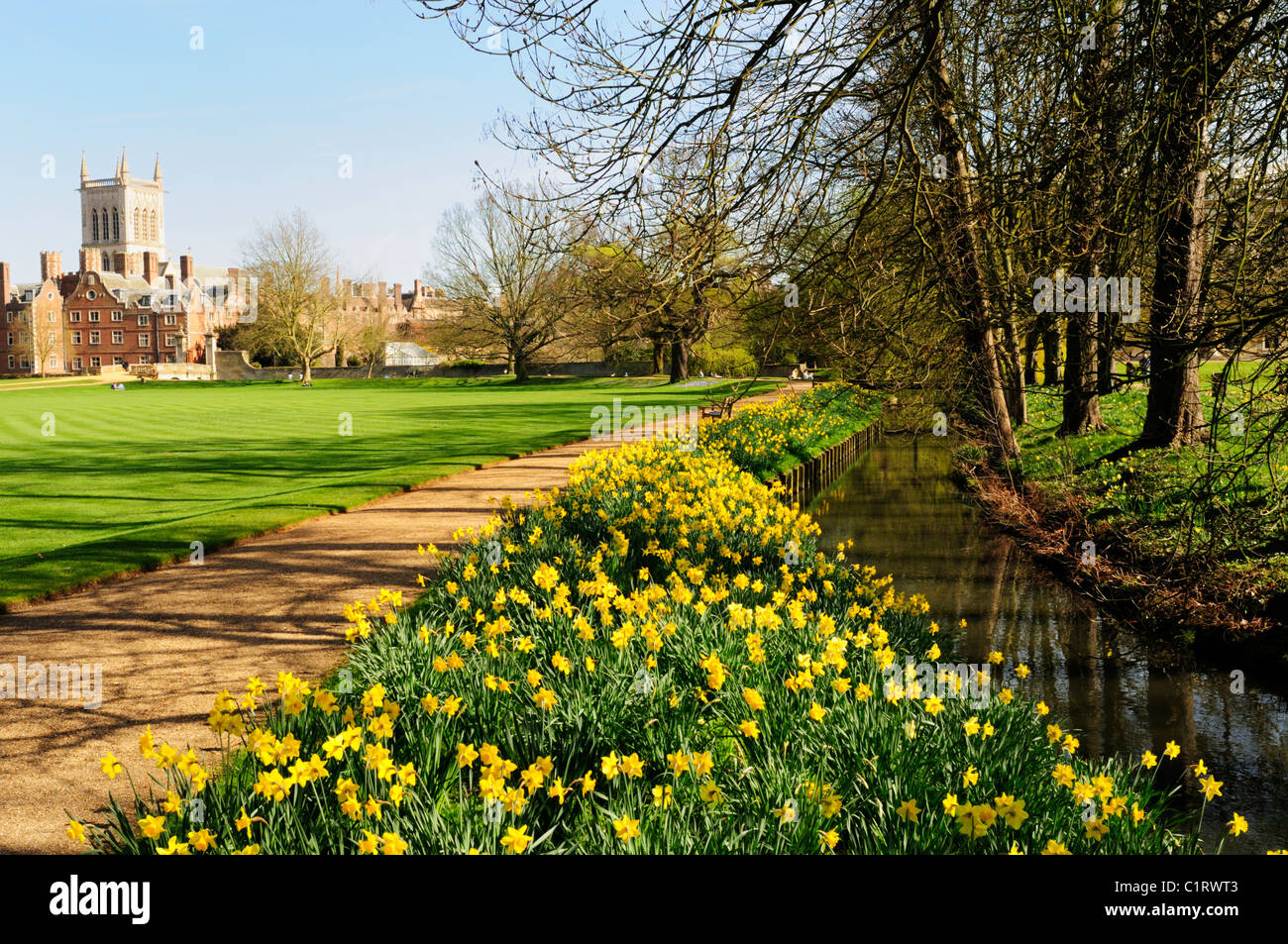 Narzissen auf dem Gelände des St. Johns College in Cambridge, England, UK Stockfoto