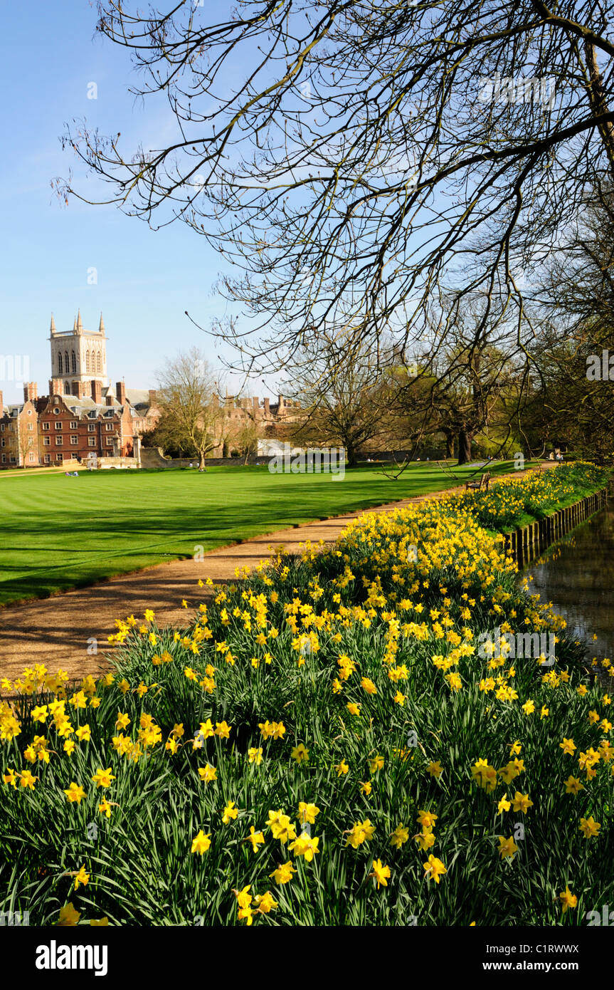 Narzissen auf dem Gelände des St. Johns College in Cambridge, England, Uk Stockfoto