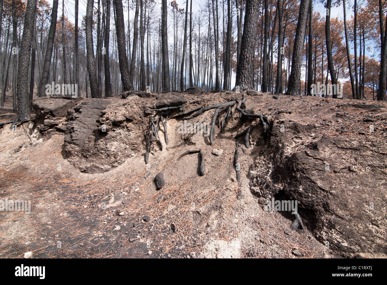 Verbrannten Wald in Gredos Stockfoto