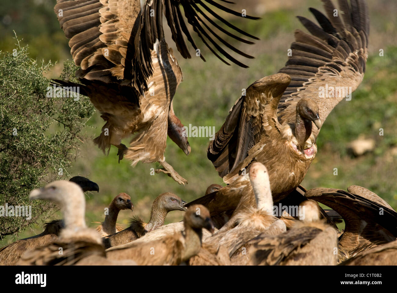 Griffon oder eurasische Geier Landung auf Pferd Karkasse wo schon Dutzende füttern Stockfoto